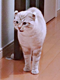 すくすく成長したつくねくん（画像提供：べじたりあん。さん）