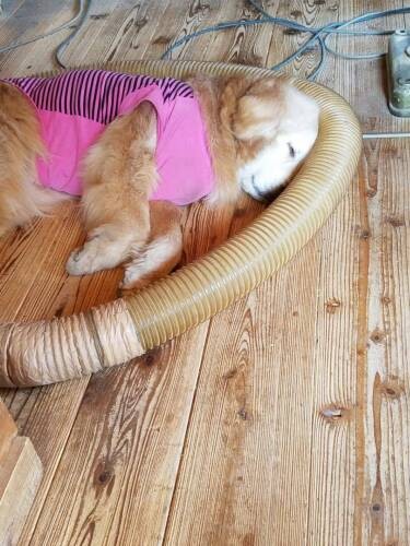 象さんじゃないよ（ＣＡＰＰチーム提供）