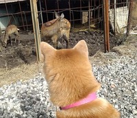 人間には全く興味ナシのコメットちゃんですが…