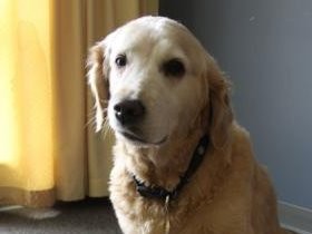 虐待で傷ついた子どもに寄り添うセラピー犬　ぬくもりが癒やす