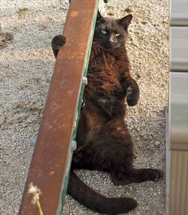 「イキってるネコ」より（沖昌之撮影、辰巳出版提供）