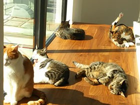 夫婦ともにフリーランス　念願かなって「猫」仕様の家を建てた！