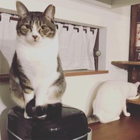 炊飯器の上って温かいから気持ちいいの