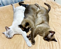 手を重ねて仲良く眠る3兄弟（左から）レイニーちゃん、サニーちゃん、クウちゃん（画像提供：Daiさん）