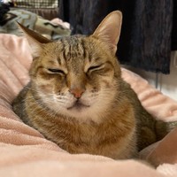 おシルちゃんと一緒にお庭で草を食べていた大吉くん（提供：ハマジさん）