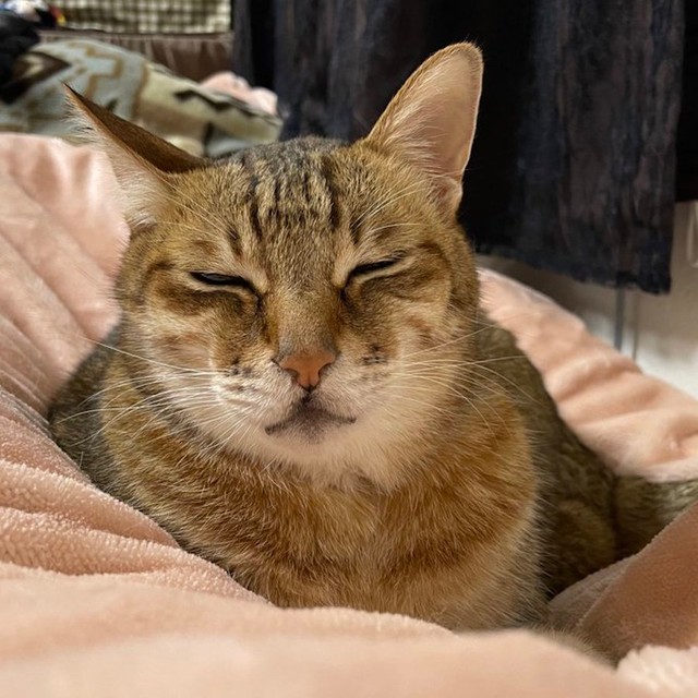 おシルちゃんと一緒にお庭で草を食べていた大吉くん（提供：ハマジさん）