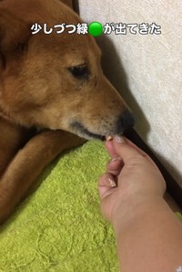 少しずつ心を開いてきたという（Ako Yamazakiさん提供、Instagramよりキャプチャ撮影）