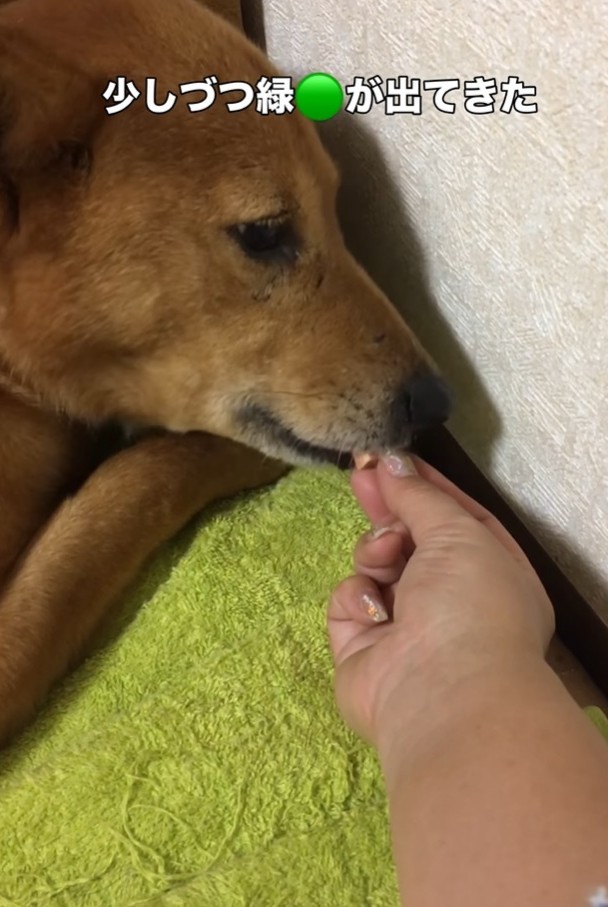 少しずつ心を開いてきたという（Ako Yamazakiさん提供、Instagramよりキャプチャ撮影）