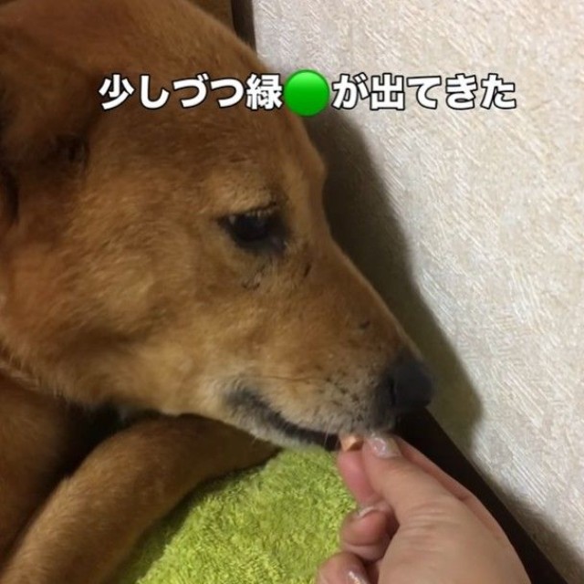 少しずつ心を開いてきたという（Ako Yamazakiさん提供、Instagramよりキャプチャ撮影）