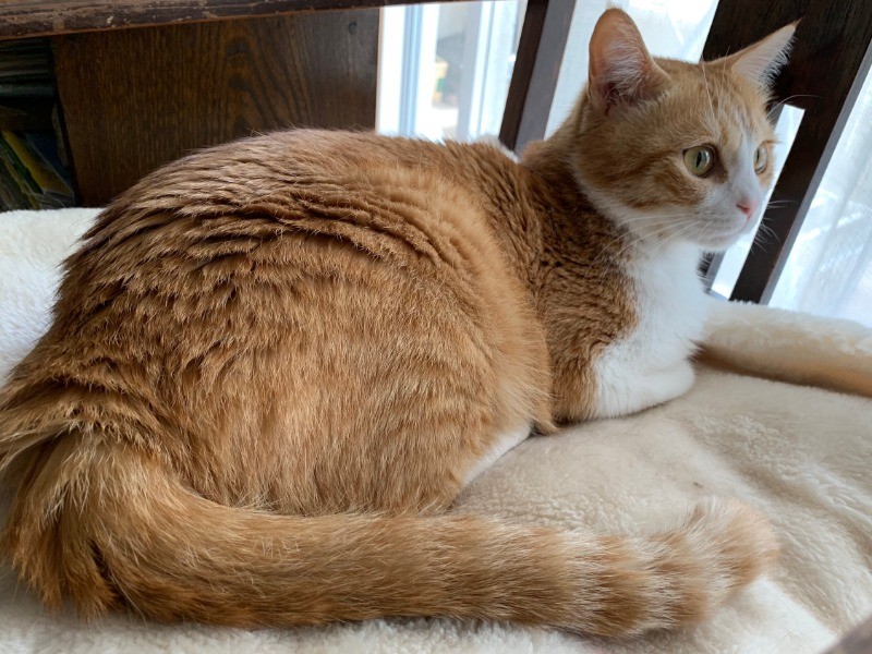 うちに来てくれてありがとう、ごろりん♡