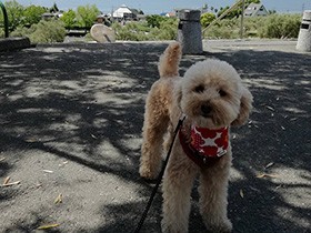 小豆島の海と一緒に旅の思い出を　トイプードル「ふうか」