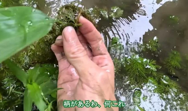 県によって絶滅危惧種に指定されているコキクモも確認／コミヤさん（@ariake538）提供