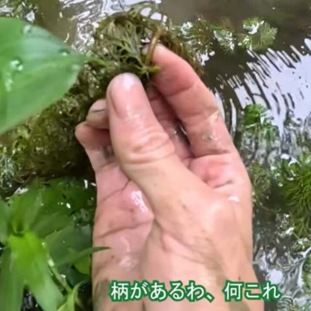 県によって絶滅危惧種に指定されているコキクモも確認／コミヤさん（@ariake538）提供