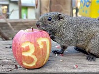 2025年12月15日、開園37周年を迎えた町田リス園（画像提供：NPO法人町田リス園 公式）
