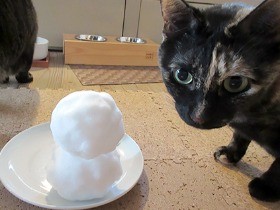 東京に大雪　雪だるまを作って猫に見せてみたら…