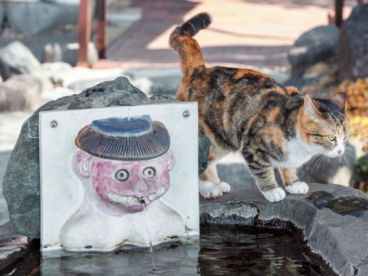 神社で参拝者を案内していた猫、“神様”に | 「犬や猫ともっと幸せに