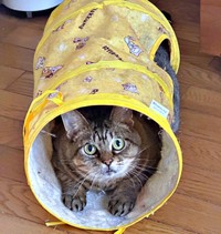 トンネルに入って遊ぶさくらちゃん（画像提供：どっちさん）