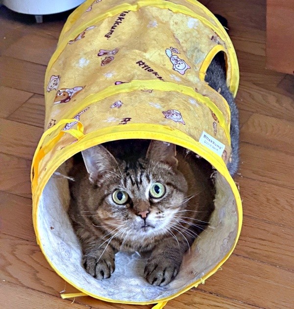 トンネルに入って遊ぶさくらちゃん（画像提供：どっちさん）