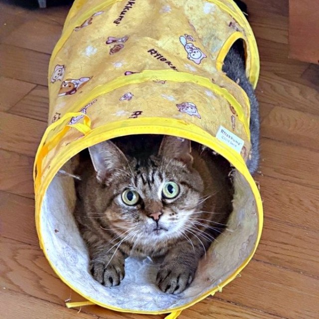 トンネルに入って遊ぶさくらちゃん（画像提供：どっちさん）