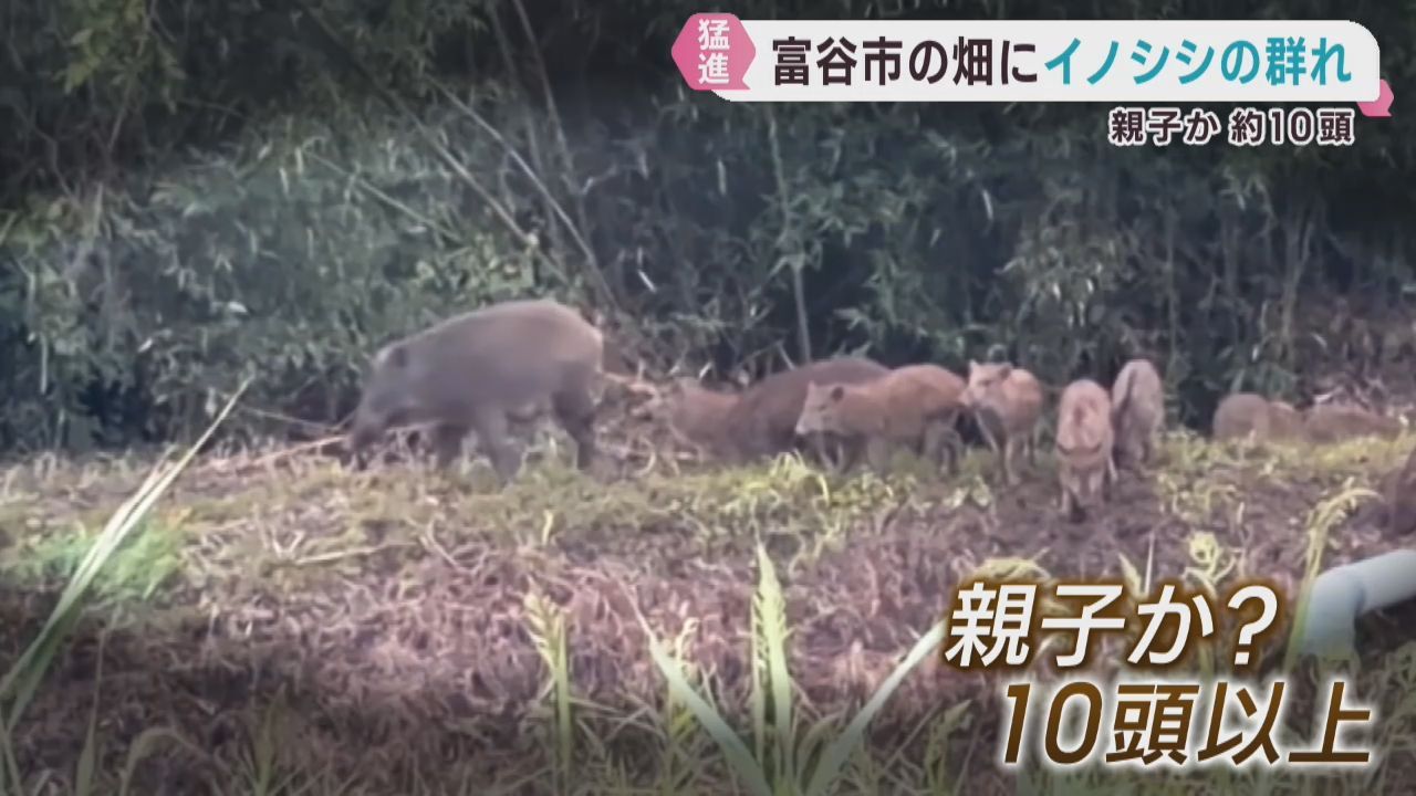 イノシシの群れが出現　１０頭以上か　宮城・富谷市