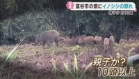 イノシシの群れが出現　１０頭以上か　宮城・富谷市