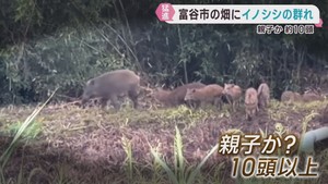 イノシシの群れが出現　１０頭以上か　宮城・富谷市