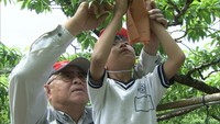 地域の農業に関心を　岡山市の小学生が桃の袋かけに挑戦