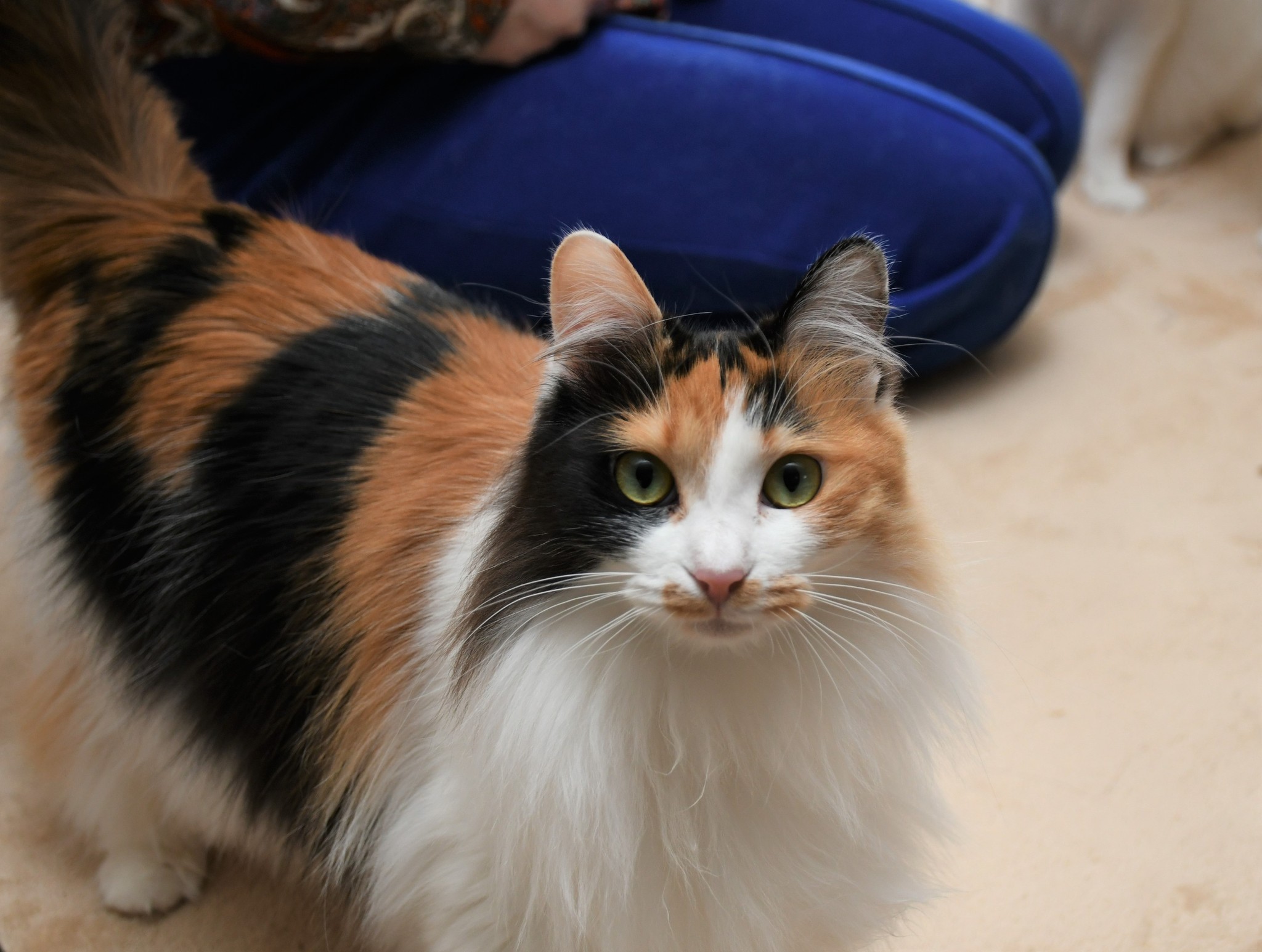 トイレを覚えないから」トライアル後に返された三毛猫 「多頭飼育崩壊