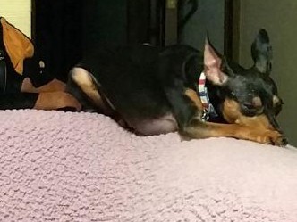 犬の顔や声は、飼い主や家で変わる