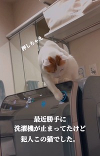猫さんでした！（「ご飯と猫」さん提供、Instagramよりキャプチャ撮影）