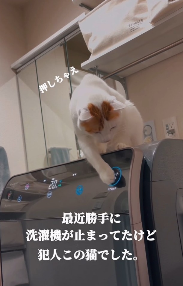 猫さんでした！（「ご飯と猫」さん提供、Instagramよりキャプチャ撮影）