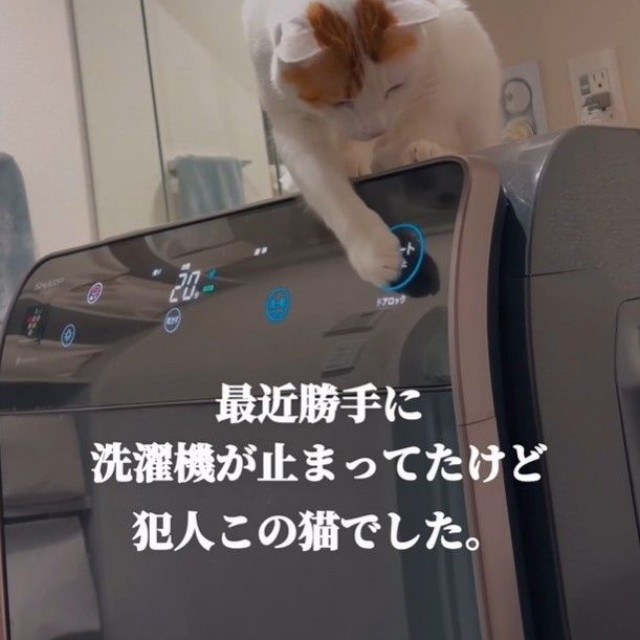 猫さんでした！（「ご飯と猫」さん提供、Instagramよりキャプチャ撮影）