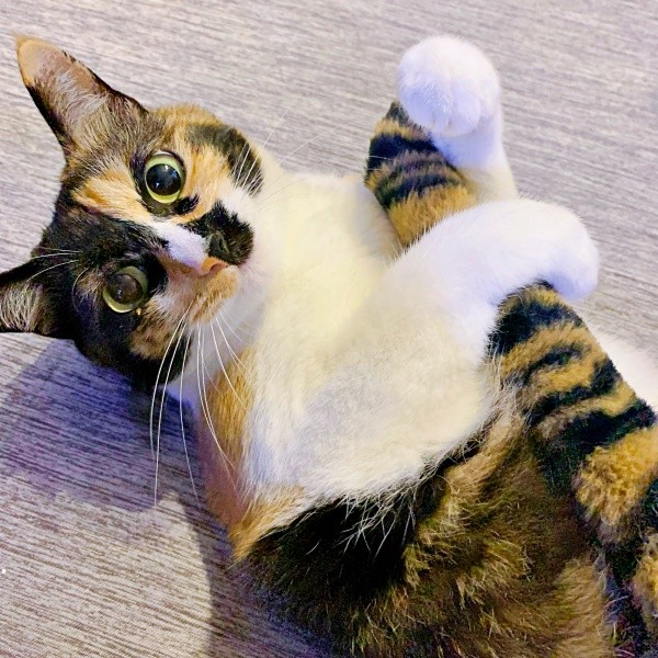 尻尾をぎゅっとつかんだももこちゃん（画像提供：ともねぇさん）