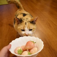 食べないけど、チェックはしてみたいの