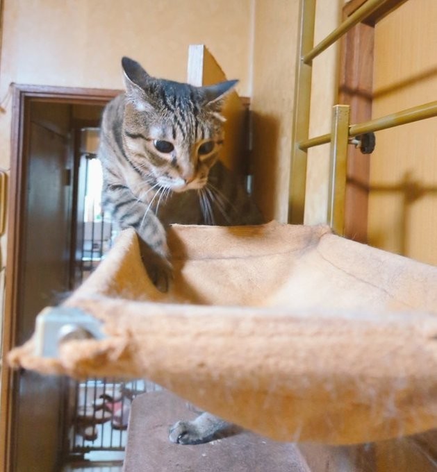 キャットタワーのハンモックは夏限定のお気に入りスポット
