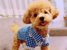 誕生日に記念撮影　たくさん遊びに行こうね　トイプー「レン」