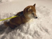 寒いから出ておいで〜と促すも、「本人の意思がとても強いのです…」と飼い主さん（画像提供：柴犬ハルさん @shibaharu_）