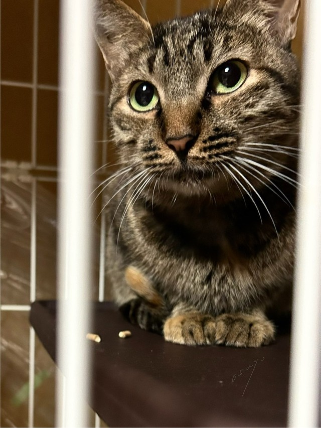 保護４日目のコキジちゃん。表情が やわらいできた（おすよさん提供）