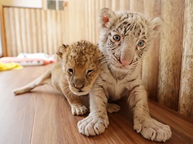 ライオンとトラの赤ちゃんが同室！ すくすく育つ動物園