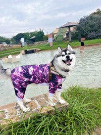プール遊びを満喫したロベルタちゃん（画像提供：Pさん）