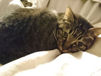 猫をお風呂に入れたら、わが家が“化け猫屋敷”に!?