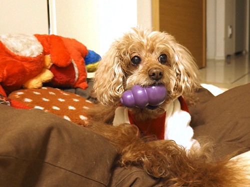 脳トレにも運動にもなる優れものオモチャに、愛犬まっしぐら！