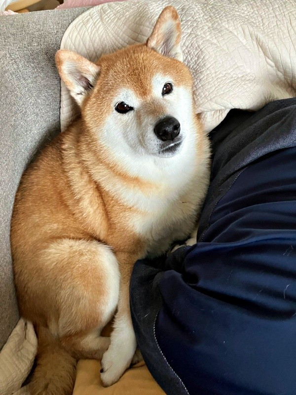 のんびりくつろぐ瑚子ちゃん（画像提供：柴犬 瑚子さん）