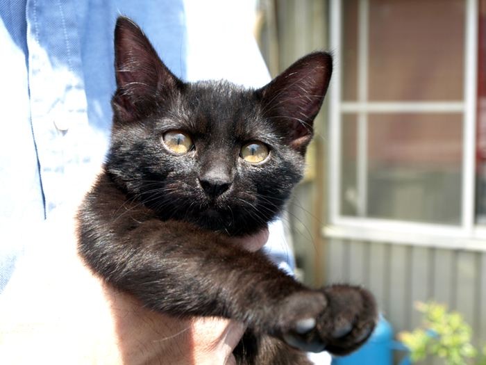 ちょっとタレ目だった子猫時代