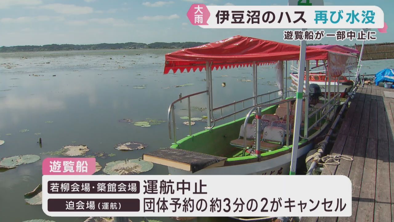 宮城・伊豆沼のハスが大雨で再び水没　２０２２年から再生の途上