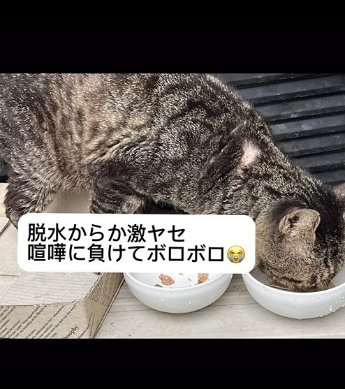 猛暑で脱水からか激やせ、けんかに負けてボロボロ（patapataokanさんさん提供、Instagramよりキャプチャ撮影）