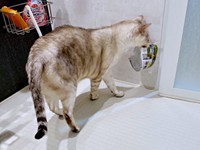スリッパだけじゃない！？ カップをくわえて浴室にやって来たレオくん（画像提供：久米夏生さん）
