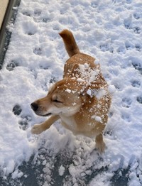 雪遊びも楽しー