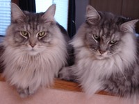 左がネピア、右にいるのは叔父。いつも私が料理をするときは、猫たちはキッチンのシンク前にある木枠に乗ってその工程を見学していました。作っているものが自分たちのごはんではないか？と思った時のテンションは爆上がり‼