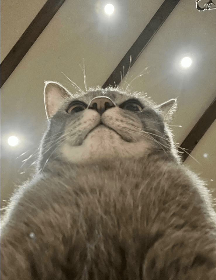 ローアングルでも堂々の猫。この視線で壁の向こうを見抜いていたのか（画像提供：kiriparaさん）